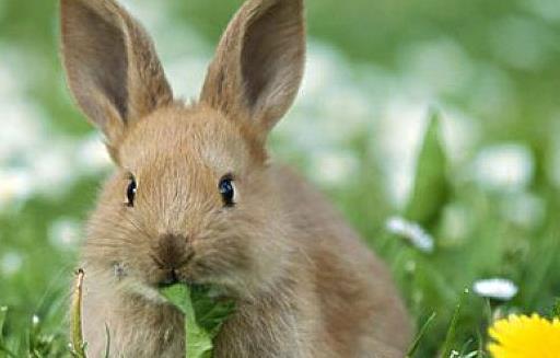 属兔人穿什么颜色衣服最旺财？属马人最旺的招财色衣服是什么？