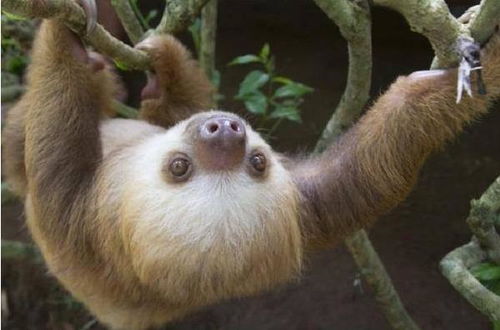 除暴安良打一生肖动物是哪个生肖？