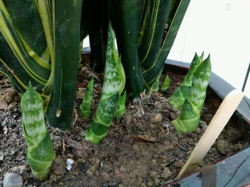 湿度管理与浇水规范