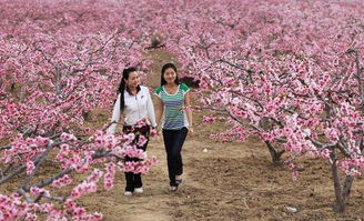 三、 桃花观赏价值及季节性限制之科学阐释