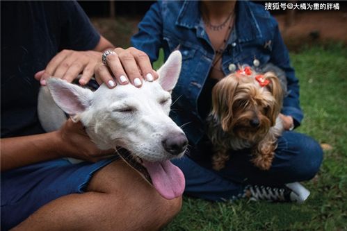 梦见狗咬腿，这是不是预示着即将发生什么不幸的事情呢？