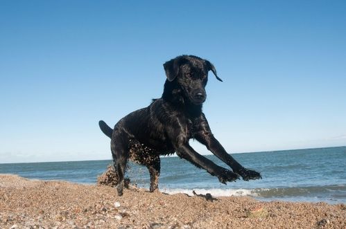 2026年属狗人4月运势中，哪些好运势会降临？