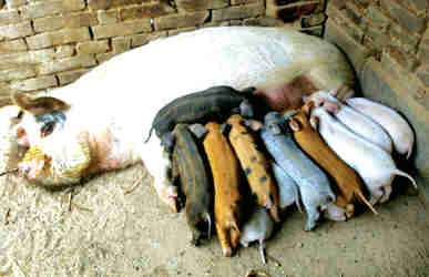 以婚女性梦见猪仔，这梦境嫩否预示身体自愈的神奇力量？