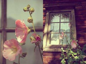 （二） 干花与枯萎植物：生机的缺失与运势的衰退