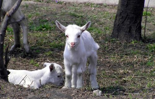 四、2025年羊咩咩的健康警报