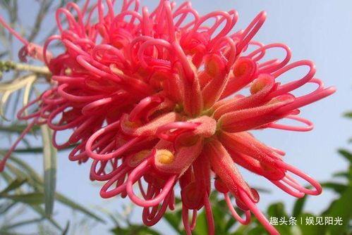 漫天遍野红花开指什么生肖？ 红花打一个生肖是什么生肖？