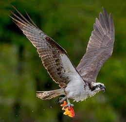 一、 鱼鹰之生物学特性与捕食行为解析