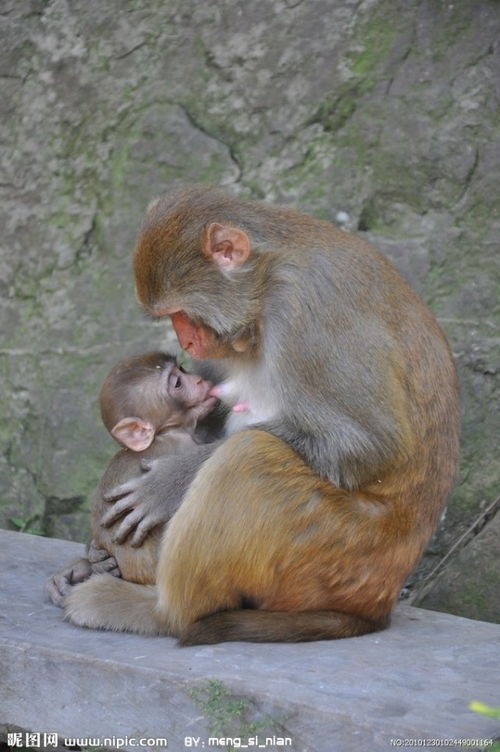 2026年11月出生的猴宝宝，有哪些好听的取名建议？