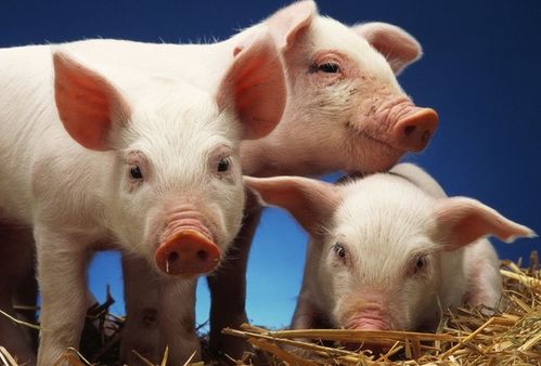 83年属猪的人2026年每月运势及财运如何？