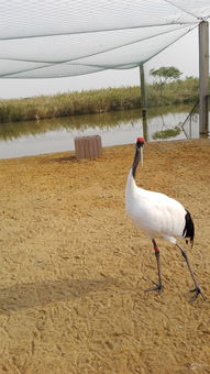 射阳丹顶鹤景区门票大放血！不抢就等着哭吧！