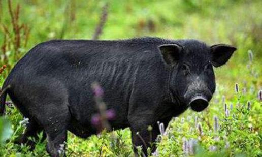 明年是猪年吗？贵州省黔东南散养黑猪指的是什么？