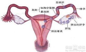 腿粗：不仅仅是外貌问题
