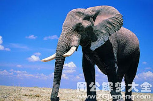 梦到大象鼻子代表什么征兆？周公解梦大象鼻子的寓意是什么？