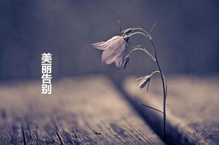 兔：温婉包容下的渐进式弥补