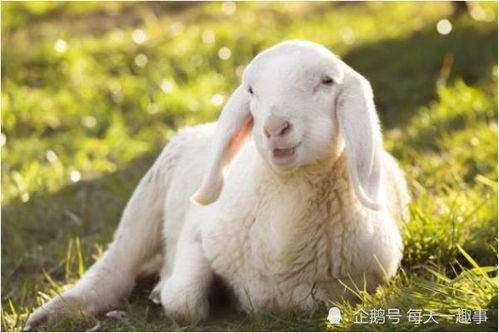 属羊的2026年感情运和人际运具体表现如何？