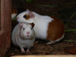 鸡犬相邻和猪狗相邻分别对应哪两个生肖？这背后有什么生肖文化内涵？