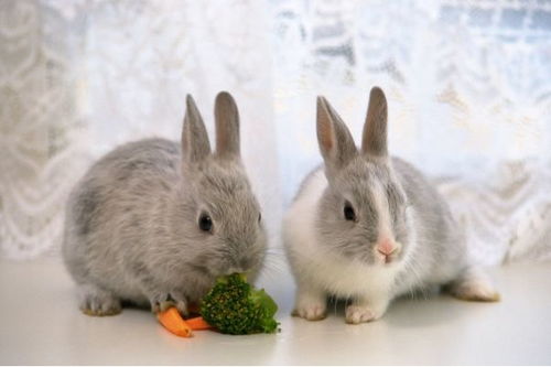 属兔人2026年运势具体如何？详细解析有哪些？