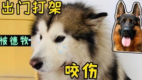 翻山越岭指哪个生肖？窜梁越脊是指哪个生肖？