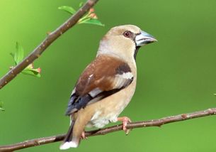欲用钱买树上鸟，鸟飞高空，这生肖是哪位？