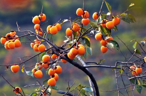 风水门前种植柿子树是否适宜？