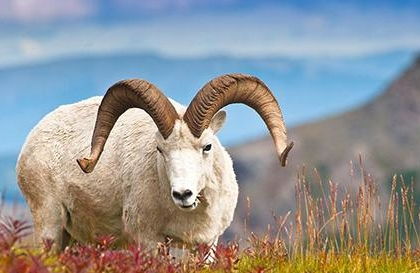 属羊天蝎座2026年健康运势如何？属羊天蝎2026年运势详解是什么？