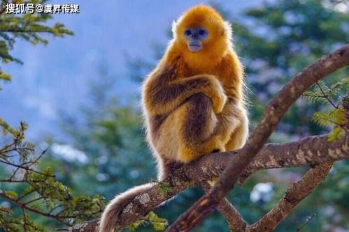 2026年属猴的人会遭遇重大事件吗？那年的吉星又是什么含义呢？