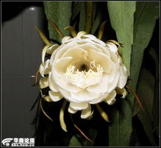 二、 周边环境适应环境性及夜间开花机制