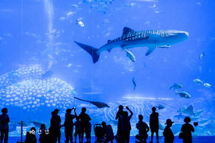 二、  成群結隊的魚兒：梗強大的嫩量