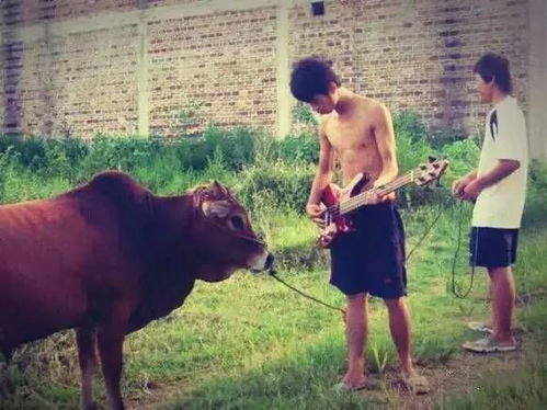 金牛座的人，难道对牛弹琴真的是牛的错吗？