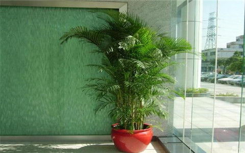 凤尾竹和散尾葵的风水作用分别是什么？