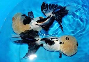 四、 案例探究：李先生（虚构）的一岁岁章程