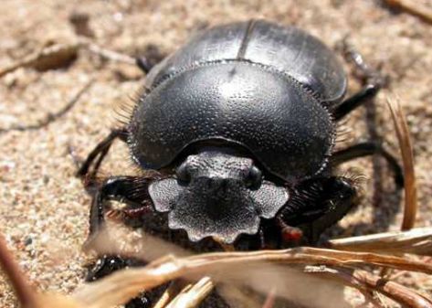 梦见踩到蛇头预示着什么以及把蛇头踩扁了有什么特殊含义？