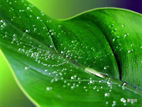 二、 办公桌面绿植配置及其对个人气场的促进机制