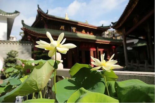 六榕寺：古老与现代的交融
