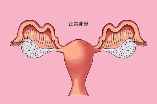 年龄对  女性群体   '生殖身体健康状况的作用于'