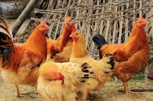 2026年属鸡女性婚姻感情状况如何，这一年会顺利吗？