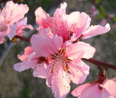 八字堪桃花运，如何同过八字分析桃花遇水男命的桃花运？