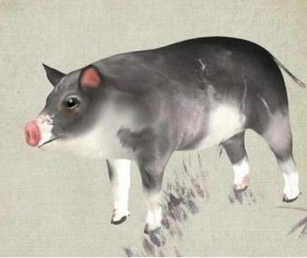 （六）狗属（戌）——稳健理财与职业规划并进