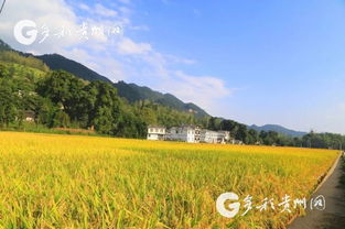 风吹稻花满村香指的是什么生肖动物？出自哪部小说？其意为何？