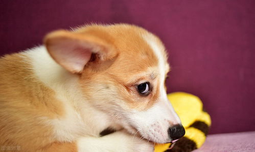 梦见恶狗咬我但没咬到肉，这预示着什么是好是坏呢？