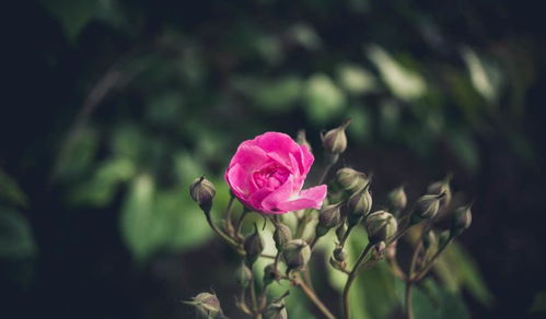 桃花1朵姻缘1棵和姻缘2颗，哪个更合适表示姻缘的象征？