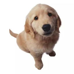 82年狗大海水命的人，有没有好名字推荐？