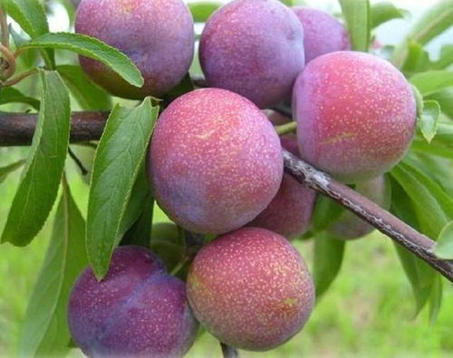 震惊！做梦梦到满树李子竟暗藏这些不可告人的秘密！99%的人都不知道！