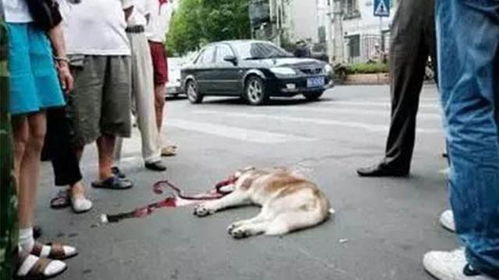 五、 开车撞死较小狗事件之法律制度法规责任框架及诉讼风险因素评估