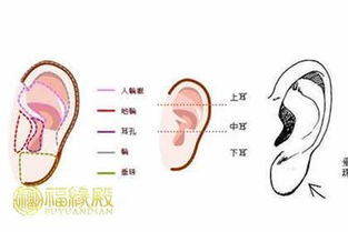 ：耳相学在传统文化中的地位