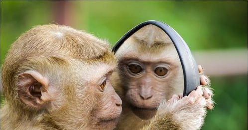 给老猴子的忠告