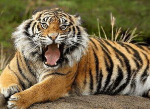 虎女宝宝起名王萧，王萧可否组成王萧瑶或王萧涵等名字？