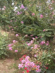 紫薇手机号码改写后，吉凶如何？