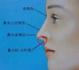 1. 鼻子的解剖结构