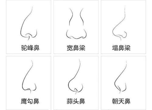 鼻型特征与财富运势